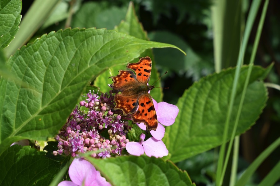 Comma butterfly